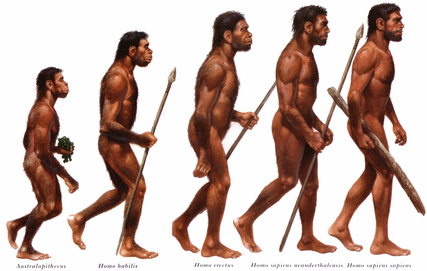 Где по мнению ученых появились первые люди. Человек разумный homo sapiens. Первые люди хомо сапиенс. Человек разумный хомо сапиенс сапиенс. Эволюция человека хомосапиенс.